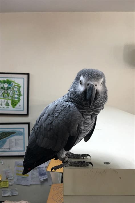Sizes come in 1. . Gizmo african grey